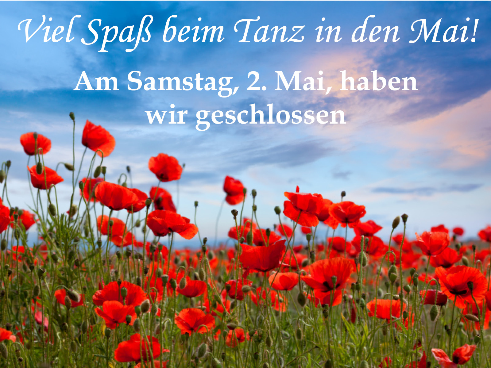 Ein Feld mit rotem Mohn. AM Samstag,2. Mai haben wir geschlossen
